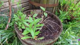 Antique barrel planter