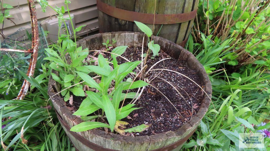 Antique barrel planter