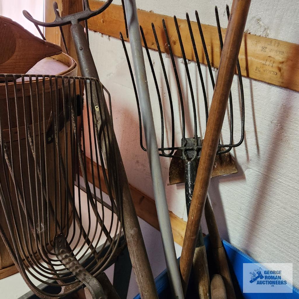 Lot of antique pitchforks, yard and garden tools, and corrugated plastic bin