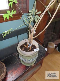 Live plant in clay planter