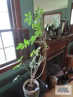 Live plant in clay planter