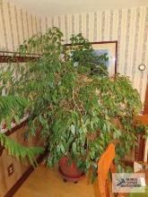 Large live ficus