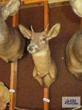Deer head