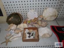 Seashells, coral, and sand dollar parts
