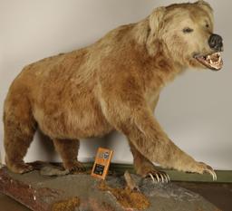 Full Mount Grizzly Bear