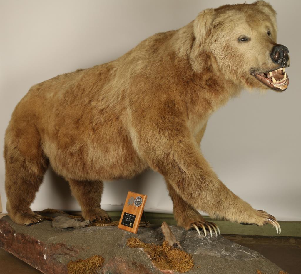 Full Mount Grizzly Bear