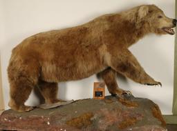 Full Mount Grizzly Bear