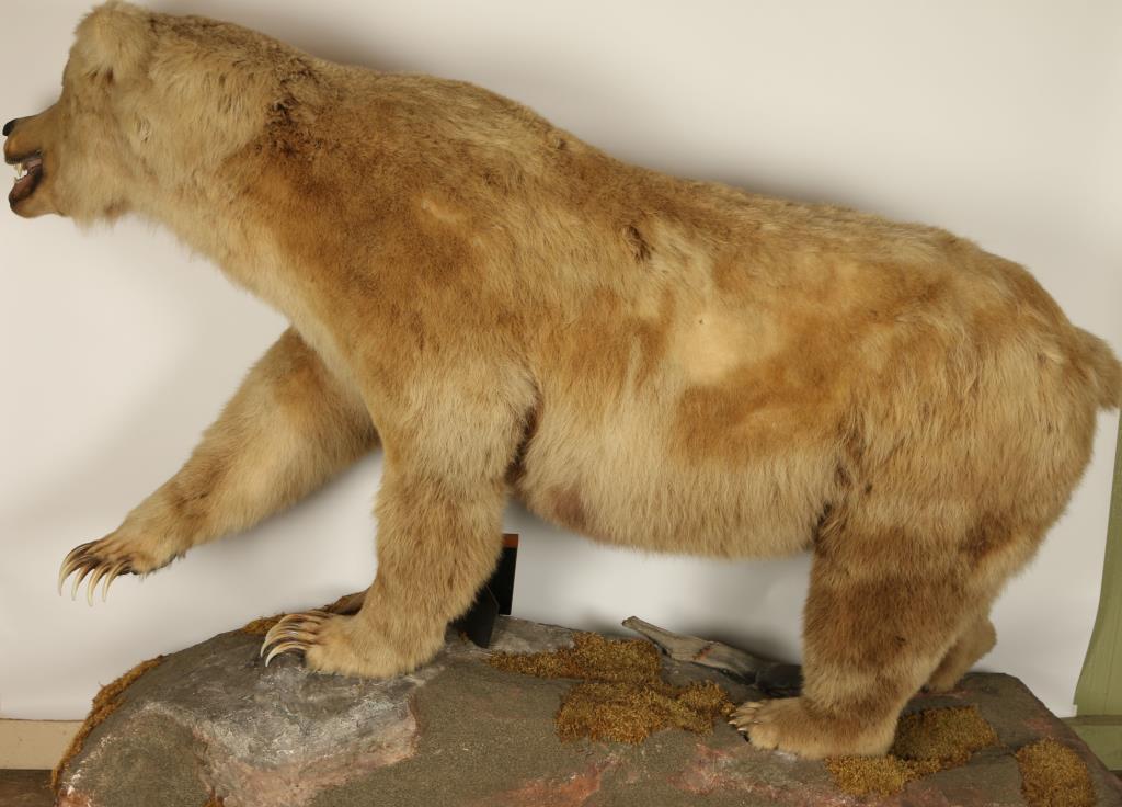 Full Mount Grizzly Bear