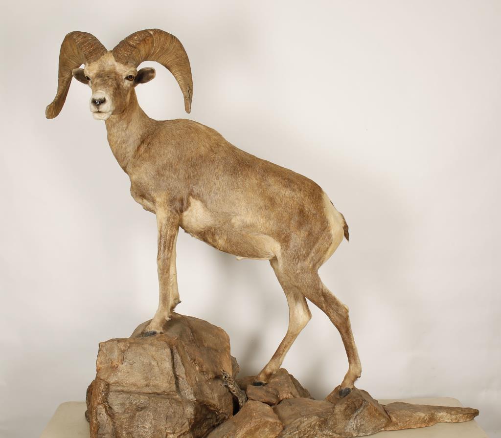 Full Mount of Big Horn Sheep
