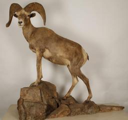 Full Mount of Big Horn Sheep