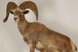 Full Mount of Big Horn Sheep