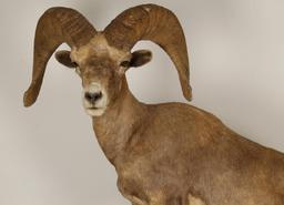 Full Mount of Big Horn Sheep