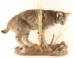 Full Mounted Arizona Bobcat