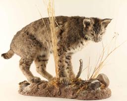 Full Mounted Arizona Bobcat