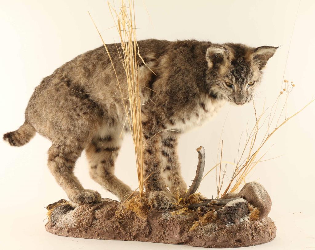 Full Mounted Arizona Bobcat