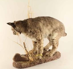 Full Mounted Arizona Bobcat