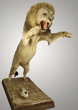 Fully Mounted African Lion