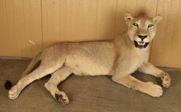 Full Mounted African Lion