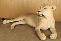 Full Mounted African Lion