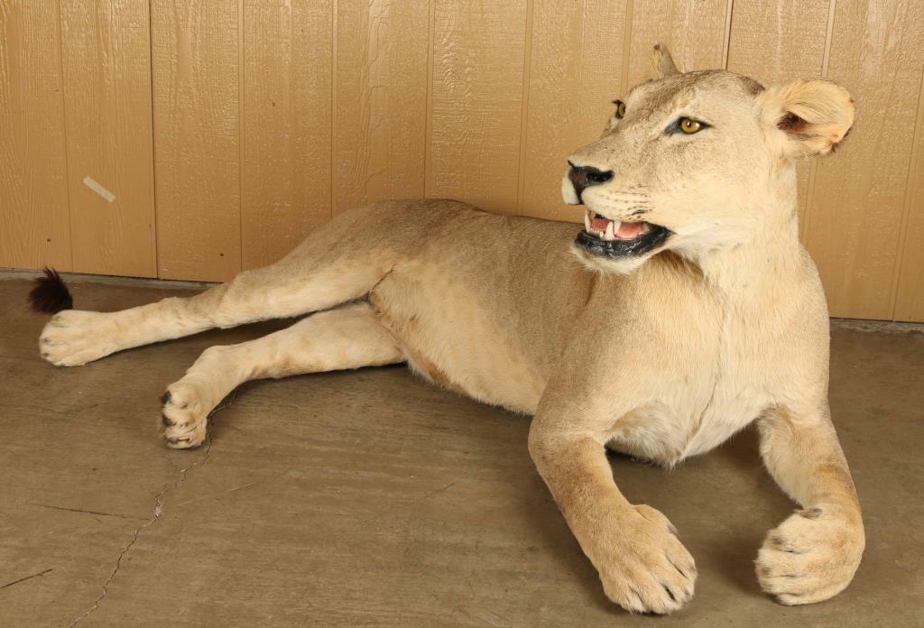 Full Mounted African Lion