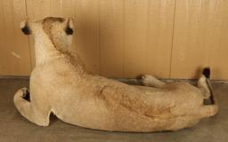 Full Mounted African Lion