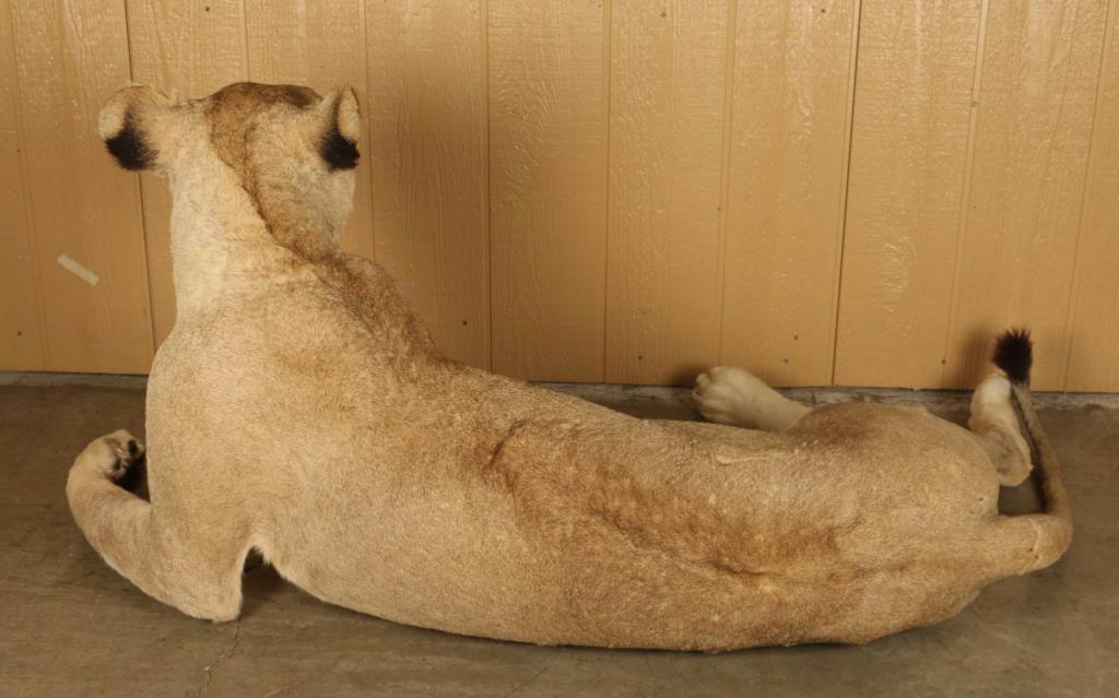 Full Mounted African Lion