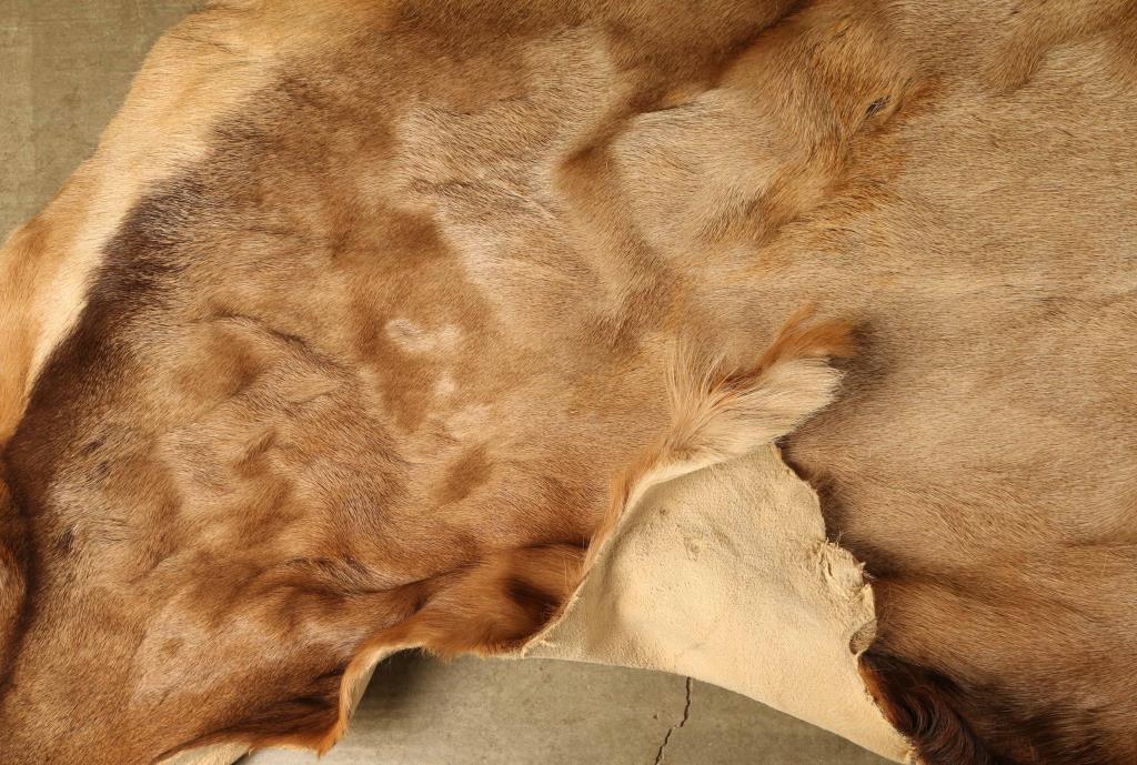 Large Elk Hide