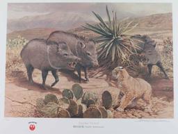 Ruger North Americans Series Prints