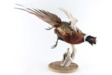 Full Mounted Pheasant