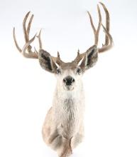 8x8 Buck Mount