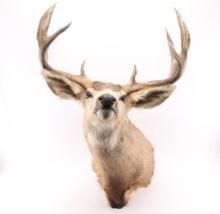 Mule Deer Taxidermy Shoulder Mount