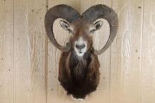 Shoulder Mount Mouflon
