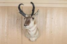 Pronghorn Shoulder Mount