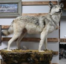 Full Wolf Taxidermy Mount