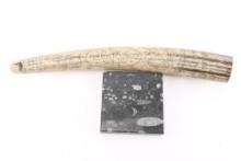 Carved Faux Ivory Tusk & Fossil Tile.