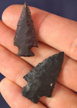 Pair of nicely styled Arrowheads found near the Columbia River, largest is 1 5/16".