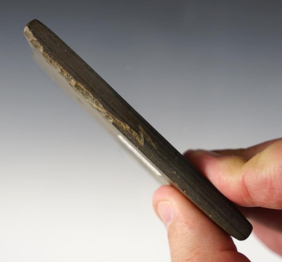 Exceptional 3 11/16" Quadra-Concave Gorget found in Nova, Ashland Co., Ohio. Ex. Al Wakefield.