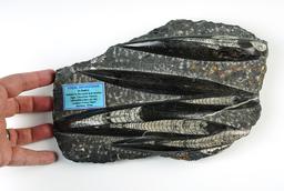 Large 10 1/4" x 7" Fossil Orthoceras in matrix, recovered in Morocco.