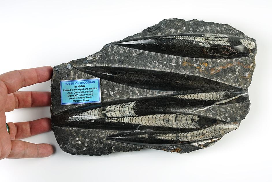 Large 10 1/4" x 7" Fossil Orthoceras in matrix, recovered in Morocco.