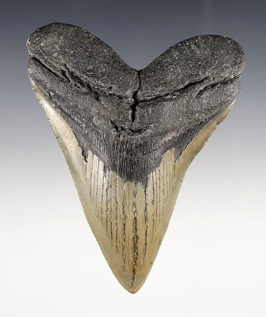 4 5/8" Fossilized Megalodon Sharks Tooth found off of the coast of the Carolinas.