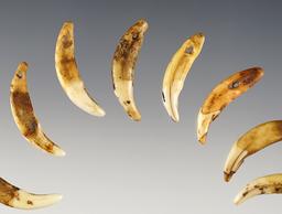 Group of 15 drilled canine teeth found at the Reeve Site in Lake Co. Ohio.