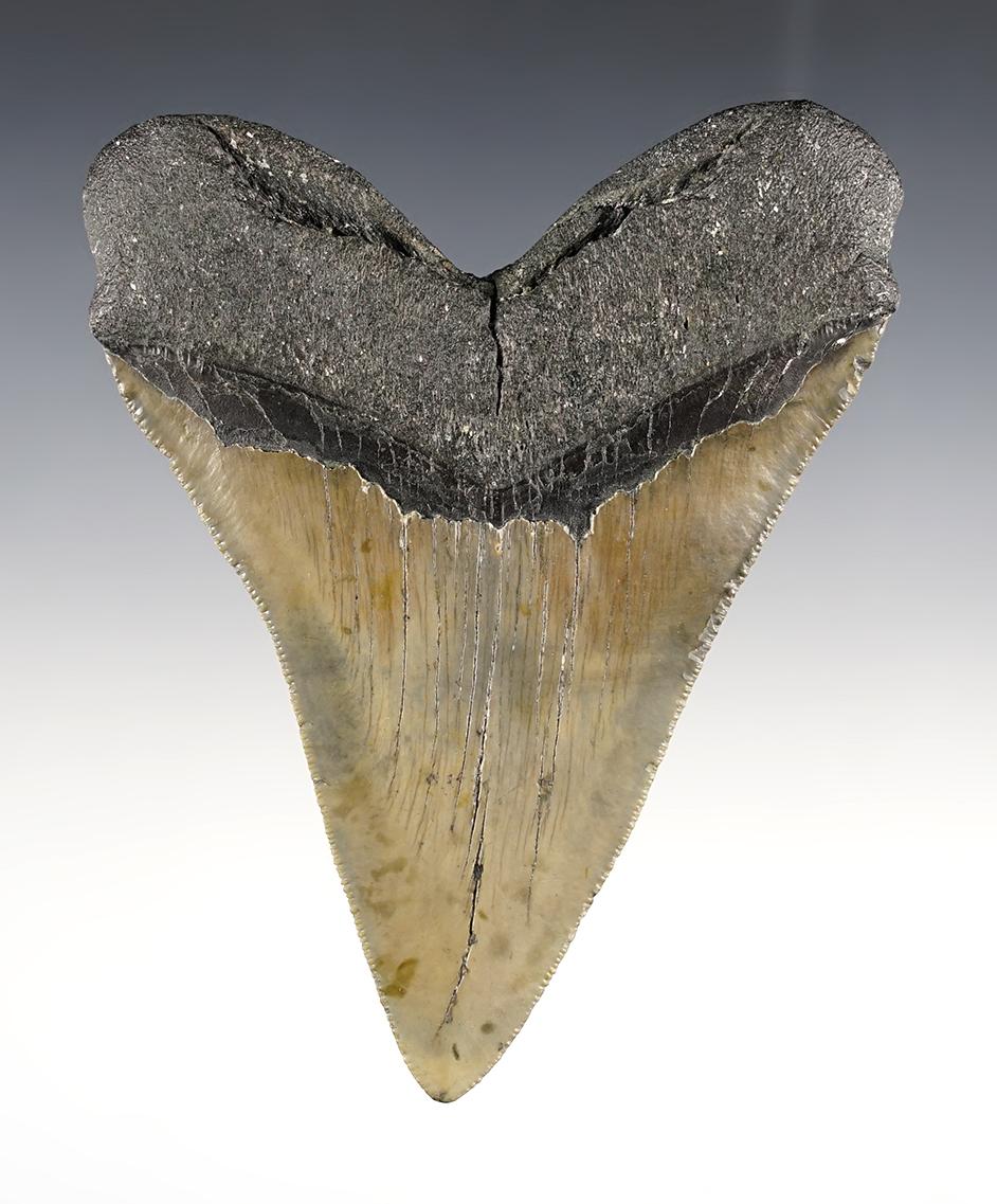 4 5/8" Fossilized Megalodon Sharks Tooth found off of the coast of the Carolinas.