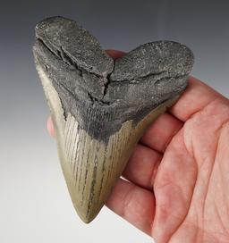 4 5/8" Fossilized Megalodon Sharks Tooth found off of the coast of the Carolinas.