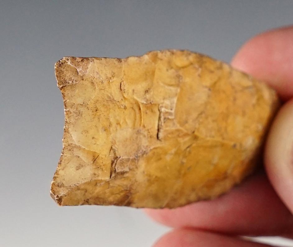 2 1/8" Fluted Paleo Clovis found in Jessamine Co., Kentucky.  Davis and Partain COA's.