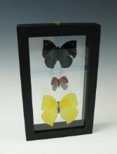 Attractive 4 3/4" x 8" framed butterfly set. Makes a nice gift or display!
