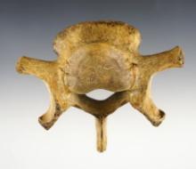 3 1/2" x 4 1/4" fossilized Cave Bear Vertebrae recovered in the permafrost region of Russia.