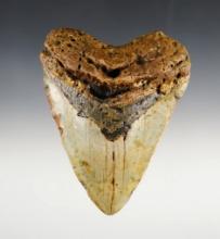 Large 5 1/16" Fossilized Megalodon Sharks Tooth.