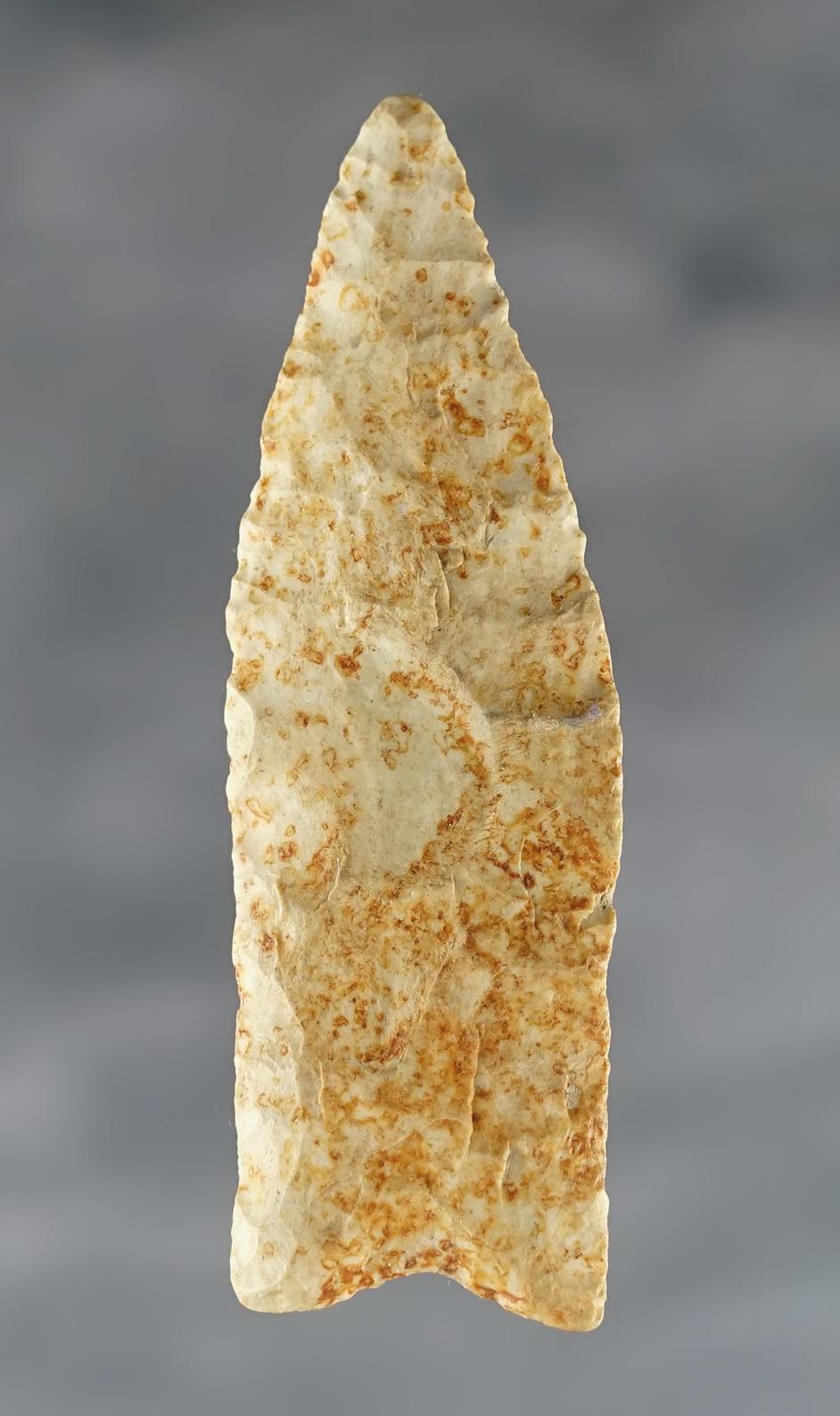 Fine 2 7/8" Plainview made from Chert. Excellent ancient grinding. Arkansas.  Rogers COA.