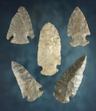 Set of 5 Kentucky points including a 2 5/16" Dovetail with a restored shoulder and tip.