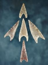 Set of 5 rare African Neolithic Recurved Triangle Points in excellent condition. Sahara Desert.